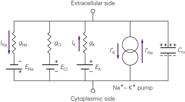 Equivalent Circuit (from Kandel)