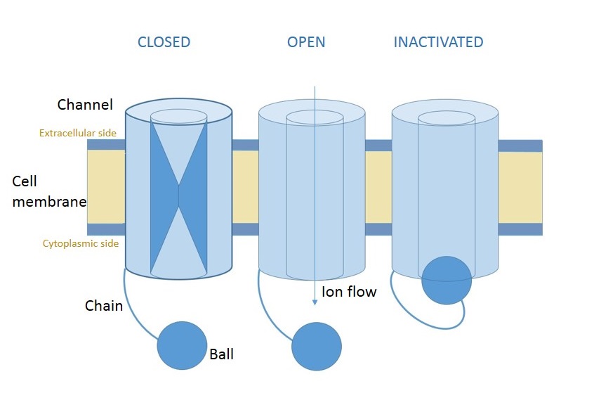 Diagram of an inactivating voltage-gated channel