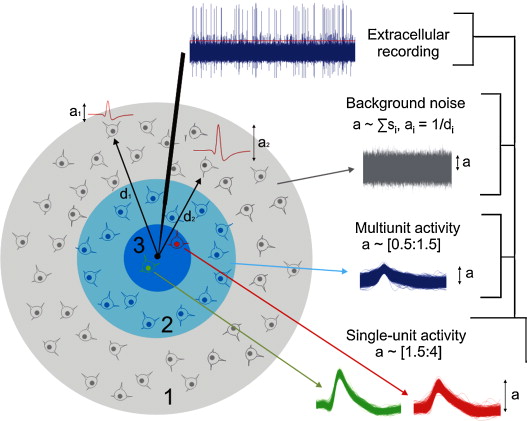 ecPotentials